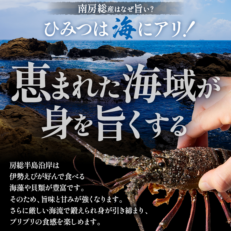 【天然】甘み凝縮！活〆冷凍伊勢海老900ｇ以上（300ｇ×3尾） mi0020-0003