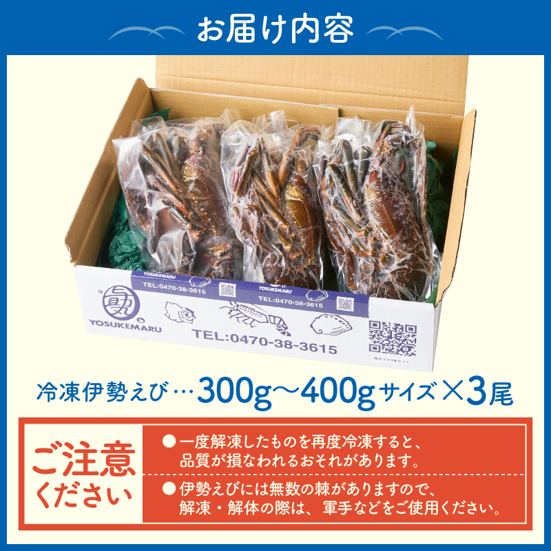【天然】甘み凝縮！活〆冷凍伊勢海老900ｇ以上（300ｇ×3尾） mi0020-0003