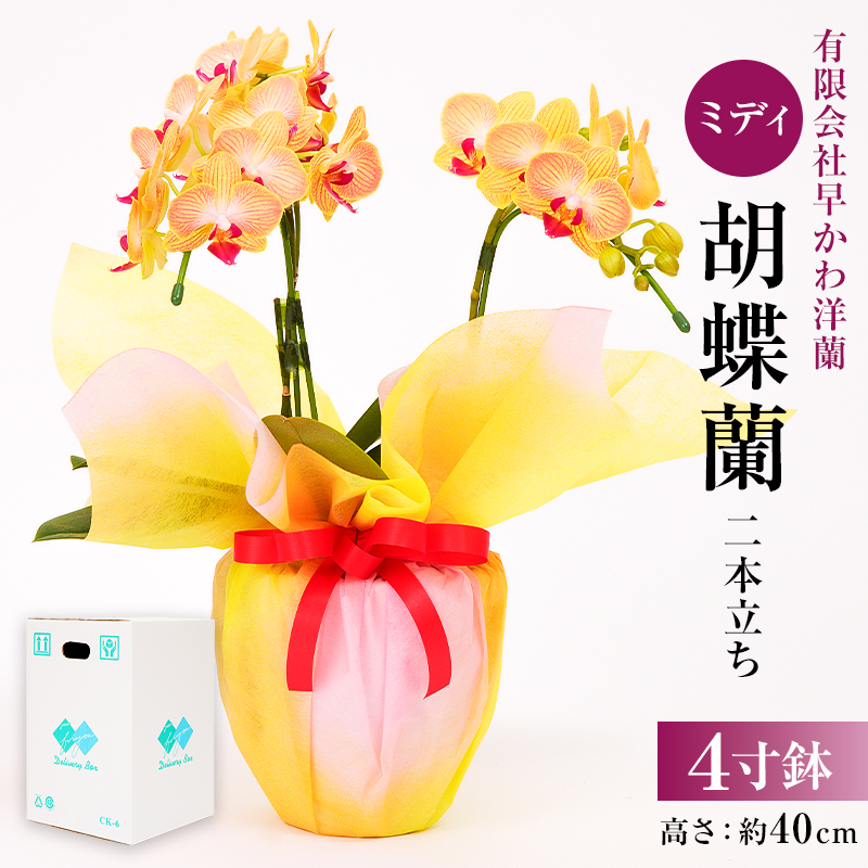 ミディ胡蝶蘭２本立 mi0013-0001