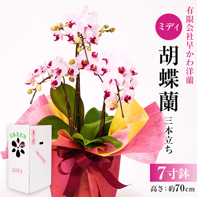 ミディ胡蝶蘭３本立 mi0013-0003