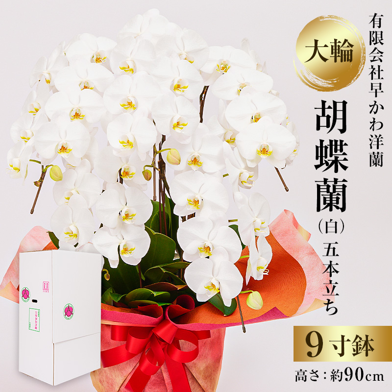 大輪胡蝶蘭白５本立 mi0013-0004