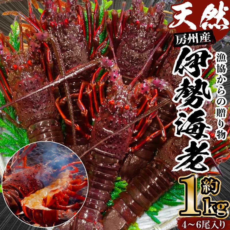 房州産天然伊勢えび　約1kg mi0014-0011