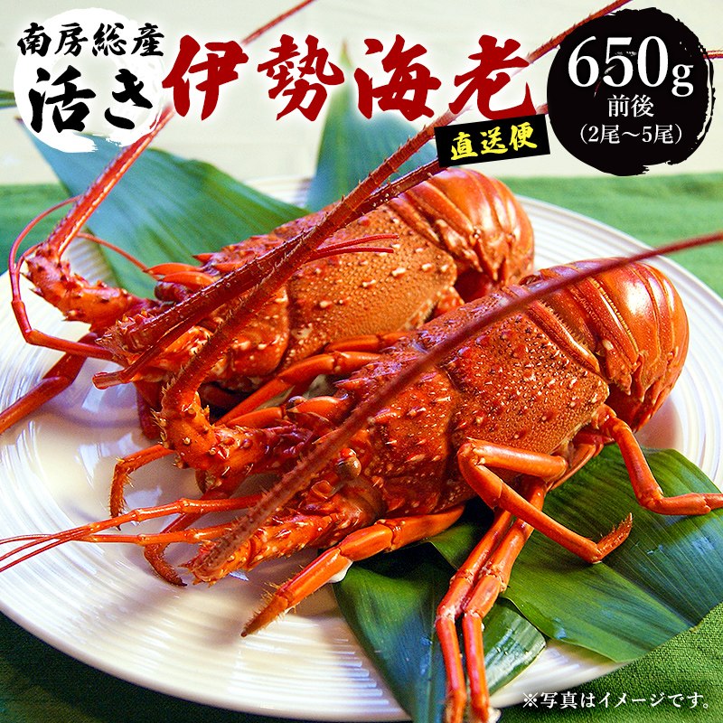 南房総市産　活き伊勢海老直送便 mi0051-0001