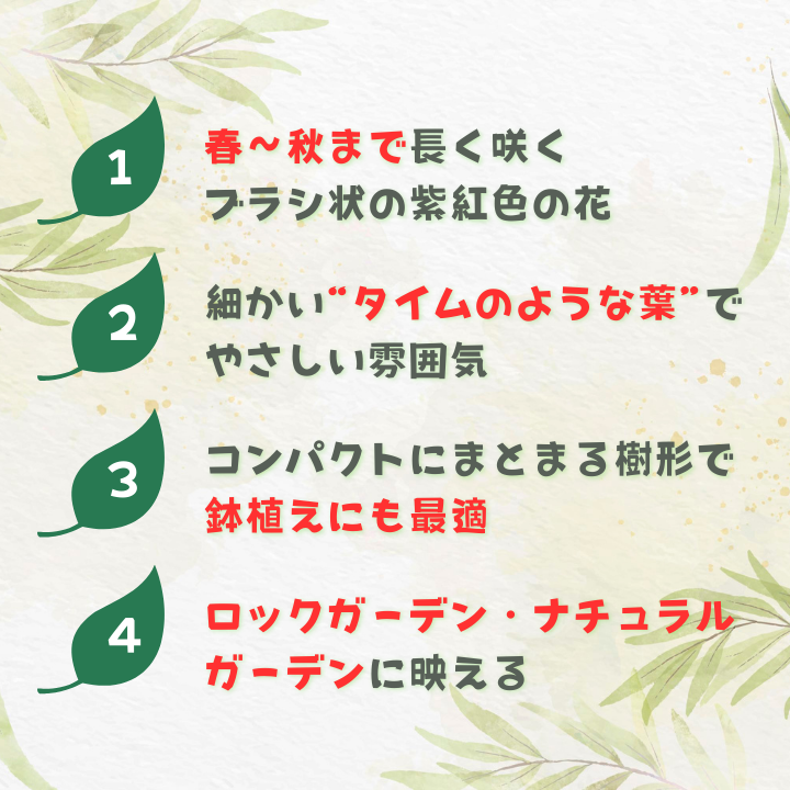 メラレウカ　タイムハニーマータル ／ メラレウカ タイムハニーマータル 植物 観葉植物 ハーブ 鉢植え