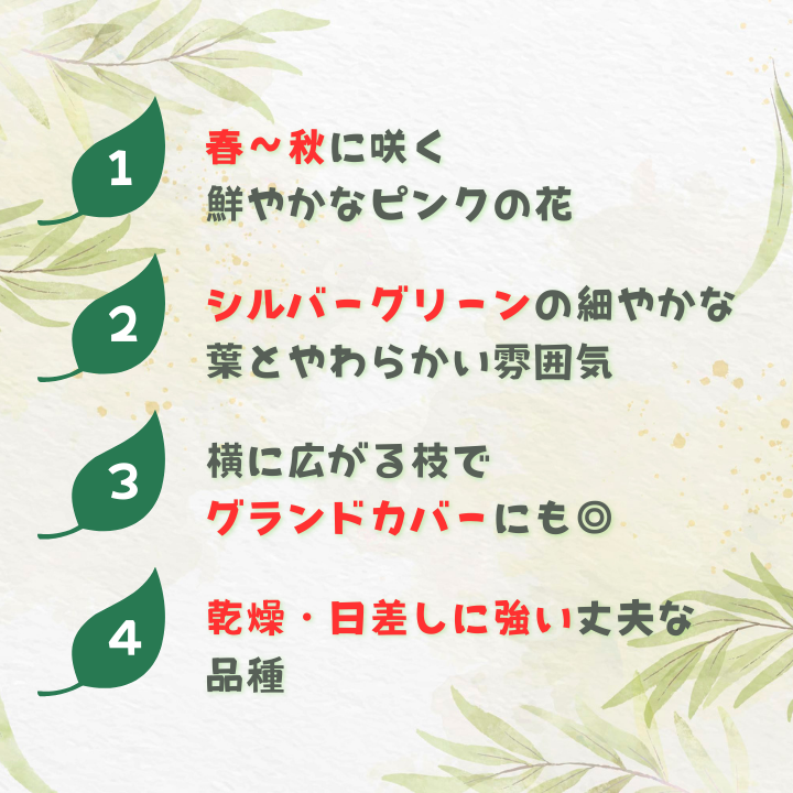 グレビレア　フォレストランブラー ／ グレビレア フォレストランブラー 植物 観葉植物 鉢植え