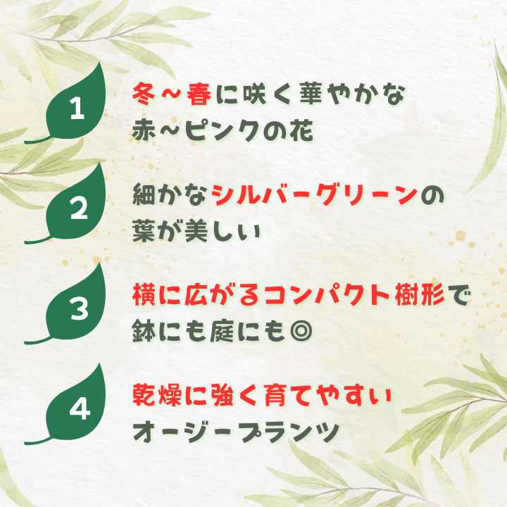 グレビレア　ラニゲラ ／ グレビレア ラニゲラ 植物 観葉植物 鉢植え