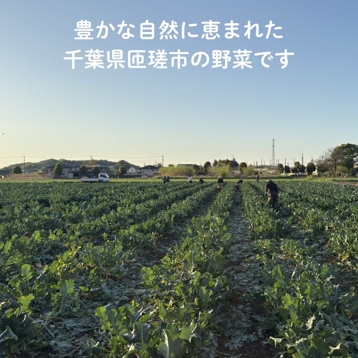 旬のおまかせ野菜セット　4種類以上