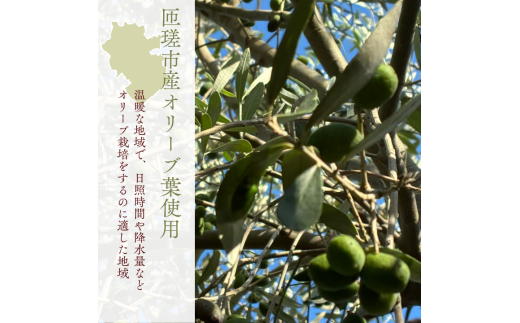 《ギフトボックス入り》匝瑳オリーブ 千朋園　オリーブ茶　2袋 60g（1袋2g×15パック×2袋） ／ お茶 オリーブ茶 オリーブ オレウロペイン ポリフェノール ティーバッグ ギフト 贈答 贈り物