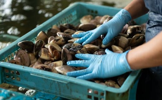 九十九里浜産　活地はまぐり約2kg 約2kg