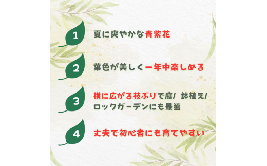 ミツバハマゴウ　プルプレア ／ ミツバハマゴウ プルプレア 植物 観葉植物 鉢植え