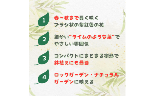 メラレウカ　タイムハニーマータル ／ メラレウカ タイムハニーマータル 植物 観葉植物 ハーブ 鉢植え