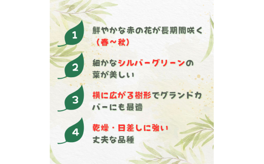 グレビレア　ジョンエバンス ／ グレビレア ジョンエバンス 植物 観葉植物 鉢植え