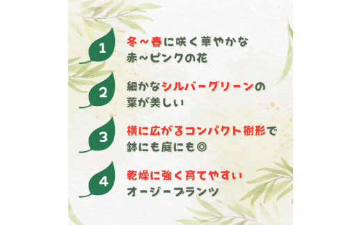 グレビレア　ラニゲラ ／ グレビレア ラニゲラ 植物 観葉植物 鉢植え