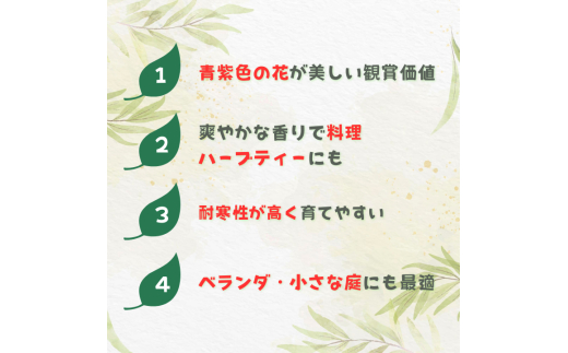 ローズマリー　ブルーボーイ ／ ローズマリー ブルーボーイ 植物 観葉植物 ハーブ 鉢植え