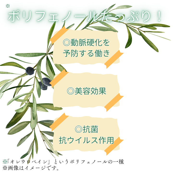 《ギフトボックス入り》匝瑳オリーブ 千朋園　オリーブ茶　2袋 60g（1袋2g×15パック×2袋） ／ お茶 オリーブ茶 オリーブ オレウロペイン ポリフェノール ティーバッグ ギフト 贈答 贈り物