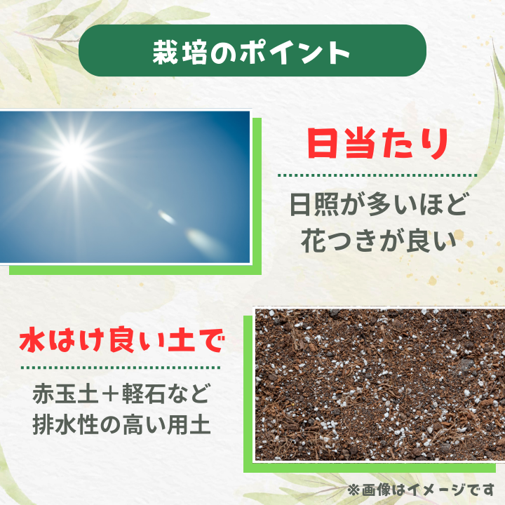 グレビレア　ジョンエバンス ／ グレビレア ジョンエバンス 植物 観葉植物 鉢植え