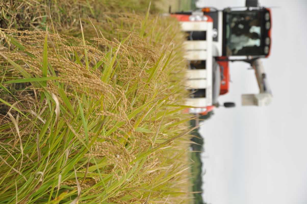【定期便6回】 令和7年産　匝瑳の舞　精米　10kg ／ お米 米 コメ こめ ごはん ふさこがね 白米 精米 10kg チバエコ 特別栽培 新米 千葉県 匝瑳市