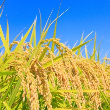 千葉県産粒すけ 10kg（5kg×2袋）