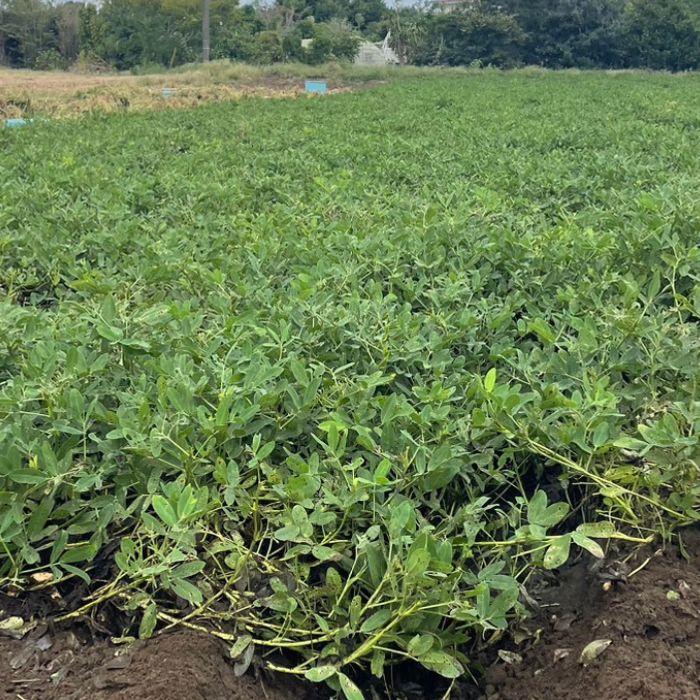 《先行予約》生落花生　おおまさり　2kg ／ 落花生 らっかせい ラッカセイ おおまさり 生落花生 茹で落花生 2kg 産地直送 産直 送料無料