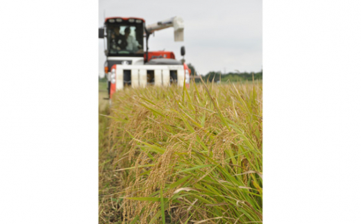 【定期便6回】 令和7年産　匝瑳の舞　精米　10kg ／ お米 米 コメ こめ ごはん ふさこがね 白米 精米 10kg チバエコ 特別栽培 千葉県 匝瑳市 10kg×6回