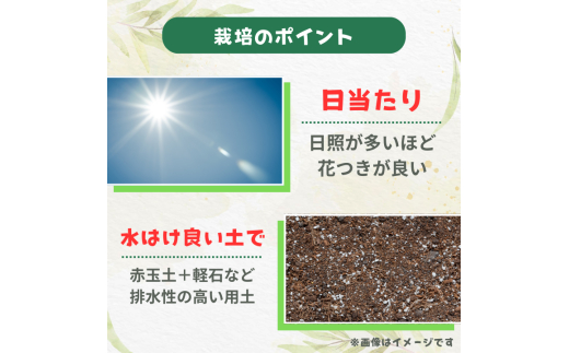 グレビレア　ジョンエバンス ／ グレビレア ジョンエバンス 植物 観葉植物 鉢植え