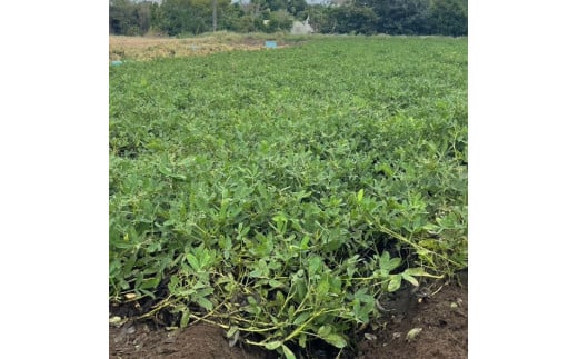 《先行予約》生落花生　おおまさり　2kg ／ 落花生 らっかせい ラッカセイ おおまさり 生落花生 茹で落花生 2kg 産地直送 産直 送料無料