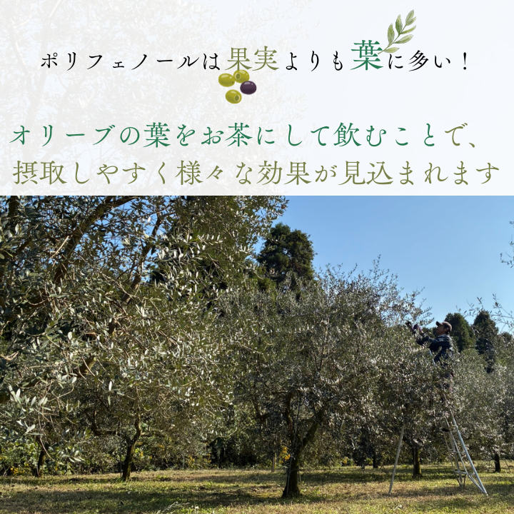 《ギフトボックス入り》匝瑳オリーブ 千朋園　オリーブ茶　2袋 60g（1袋2g×15パック×2袋） ／ お茶 オリーブ茶 オリーブ オレウロペイン ポリフェノール ティーバッグ ギフト 贈答 贈り物