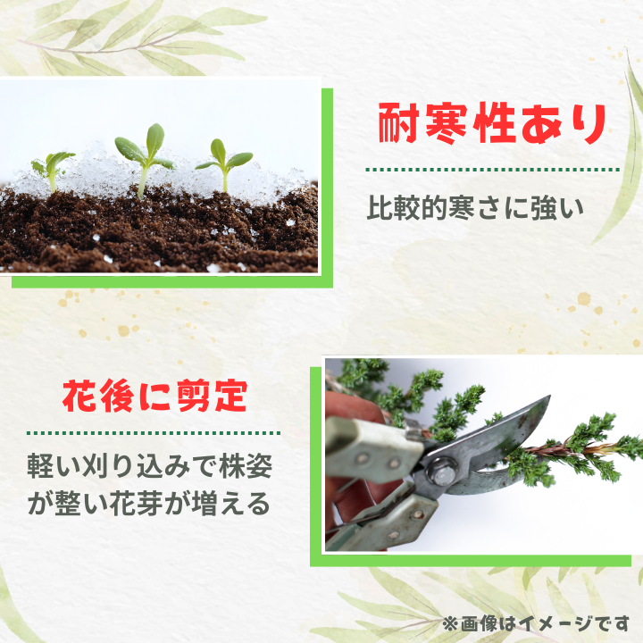 メラレウカ　タイムハニーマータル ／ メラレウカ タイムハニーマータル 植物 観葉植物 ハーブ 鉢植え