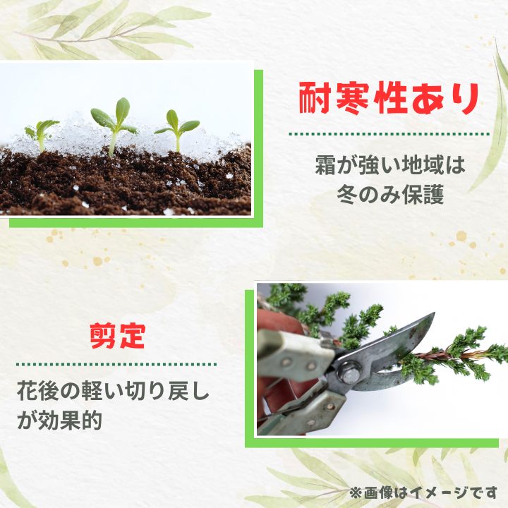 グレビレア　ジョンエバンス ／ グレビレア ジョンエバンス 植物 観葉植物 鉢植え