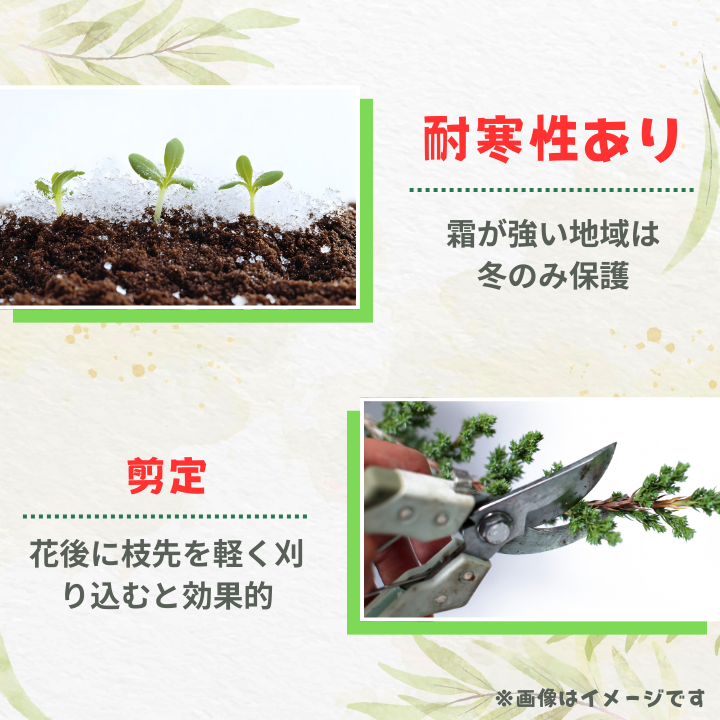 ローズマリー　ブルーボーイ ／ ローズマリー ブルーボーイ 植物 観葉植物 ハーブ 鉢植え