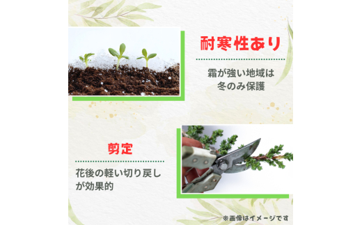 グレビレア　ジョンエバンス ／ グレビレア ジョンエバンス 植物 観葉植物 鉢植え