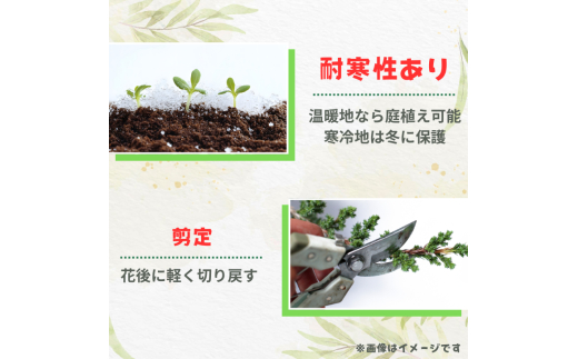 グレビレア　フォレストランブラー ／ グレビレア フォレストランブラー 植物 観葉植物 鉢植え