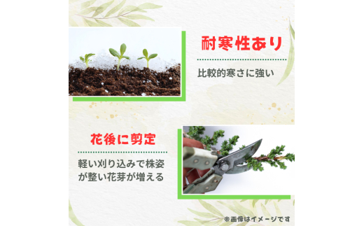 メラレウカ　タイムハニーマータル ／ メラレウカ タイムハニーマータル 植物 観葉植物 ハーブ 鉢植え