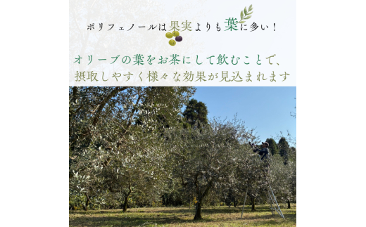 《ギフトボックス入り》匝瑳オリーブ 千朋園　オリーブ茶　2袋 60g（1袋2g×15パック×2袋） ／ お茶 オリーブ茶 オリーブ オレウロペイン ポリフェノール ティーバッグ ギフト 贈答 贈り物