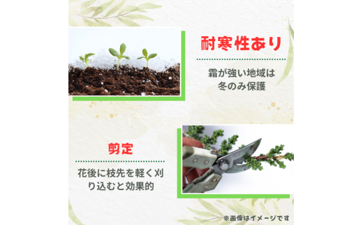 ローズマリー　ブルーボーイ ／ ローズマリー ブルーボーイ 植物 観葉植物 ハーブ 鉢植え