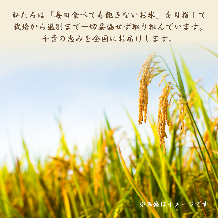 令和7年産 ふさこがね 精米 10kg （ 5kg × 2 ） ／ 米 こめ コメ お米 ごはん ご飯 精米 白米 10kg 5kg ふさこがね 令和7年産 新米 JA 農協 ちばみどり ちばみどり農業協同組合 千葉県 匝瑳市 送料無料