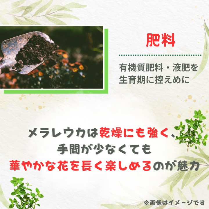 メラレウカ　タイムハニーマータル ／ メラレウカ タイムハニーマータル 植物 観葉植物 ハーブ 鉢植え