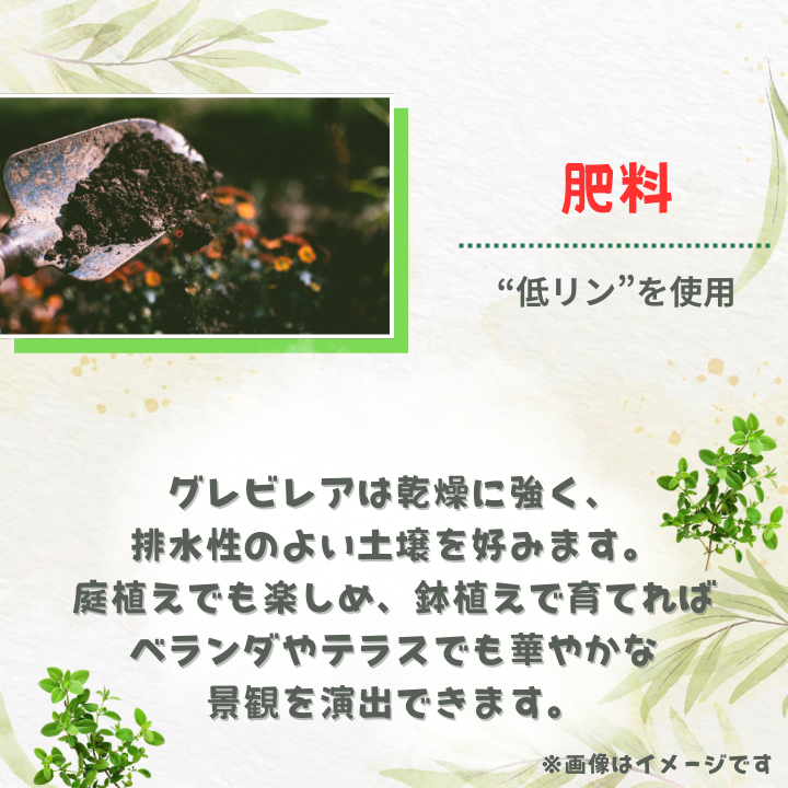 グレビレア　フォレストランブラー ／ グレビレア フォレストランブラー 植物 観葉植物 鉢植え