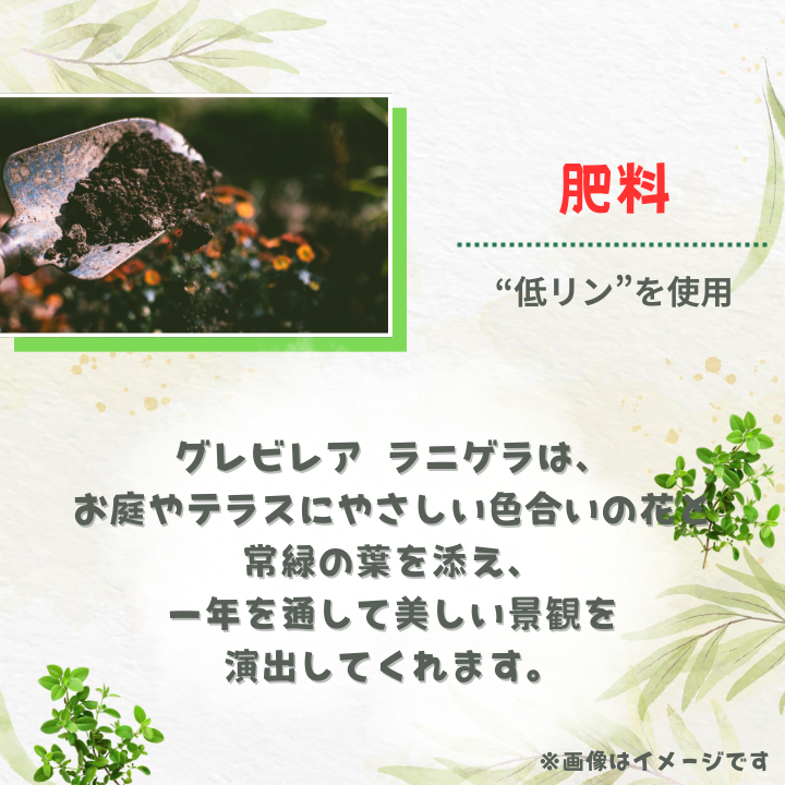 グレビレア　ラニゲラ ／ グレビレア ラニゲラ 植物 観葉植物 鉢植え