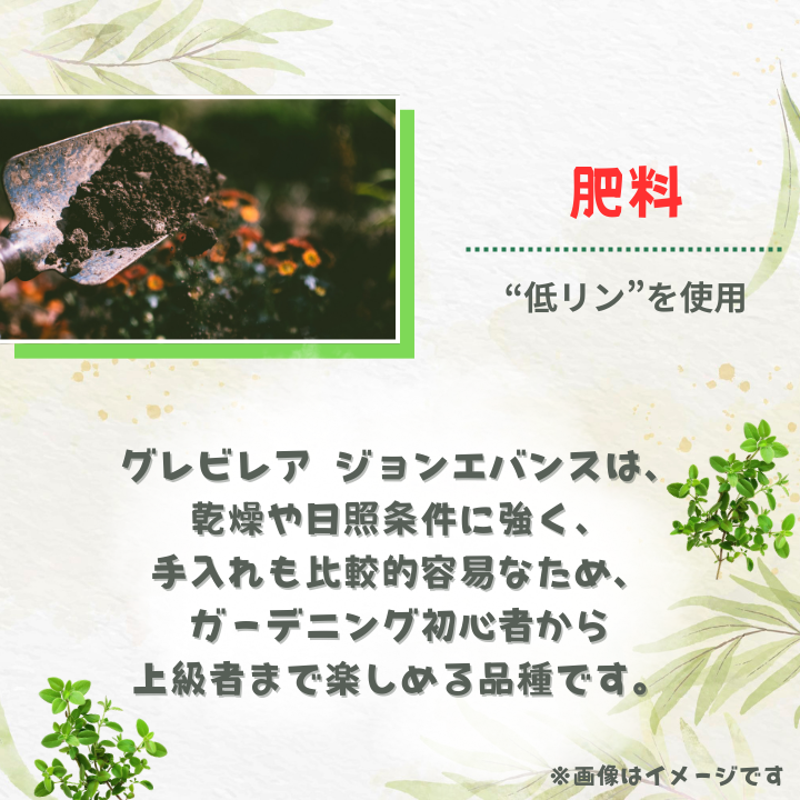 グレビレア　ジョンエバンス ／ グレビレア ジョンエバンス 植物 観葉植物 鉢植え