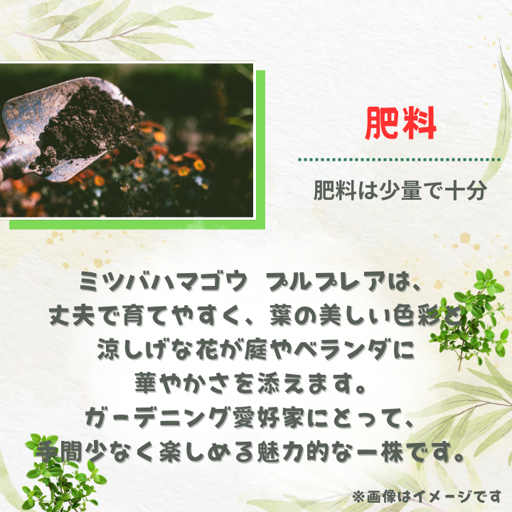 ミツバハマゴウ　プルプレア ／ ミツバハマゴウ プルプレア 植物 観葉植物 鉢植え
