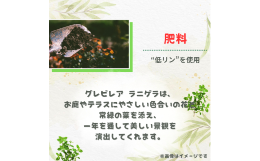 グレビレア　ラニゲラ ／ グレビレア ラニゲラ 植物 観葉植物 鉢植え