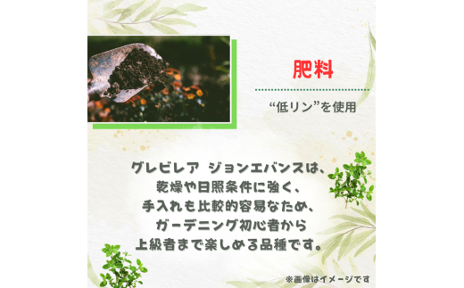 グレビレア　ジョンエバンス ／ グレビレア ジョンエバンス 植物 観葉植物 鉢植え
