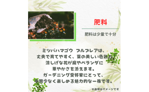 ミツバハマゴウ　プルプレア ／ ミツバハマゴウ プルプレア 植物 観葉植物 鉢植え