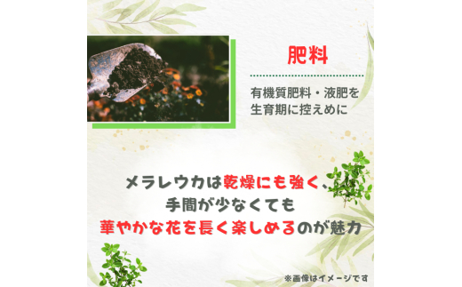 メラレウカ　タイムハニーマータル ／ メラレウカ タイムハニーマータル 植物 観葉植物 ハーブ 鉢植え