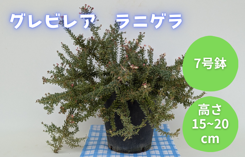 グレビレア　ラニゲラ ／ グレビレア ラニゲラ 植物 観葉植物 鉢植え