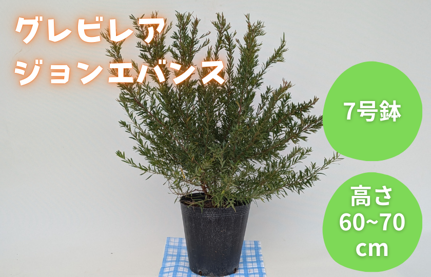 グレビレア　ジョンエバンス ／ グレビレア ジョンエバンス 植物 観葉植物 鉢植え