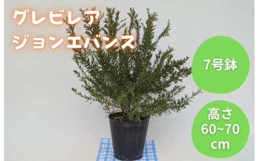 グレビレア　ジョンエバンス ／ グレビレア ジョンエバンス 植物 観葉植物 鉢植え