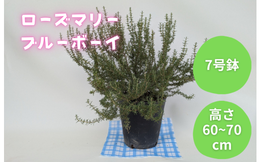 ローズマリー　ブルーボーイ ／ ローズマリー ブルーボーイ 植物 観葉植物 ハーブ 鉢植え