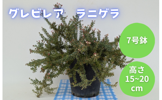 グレビレア　ラニゲラ ／ グレビレア ラニゲラ 植物 観葉植物 鉢植え